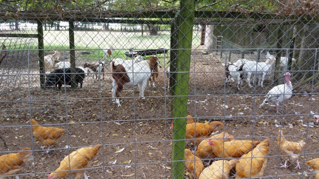 goats chickens