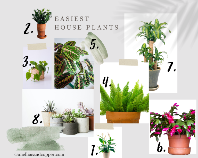different house plant photos